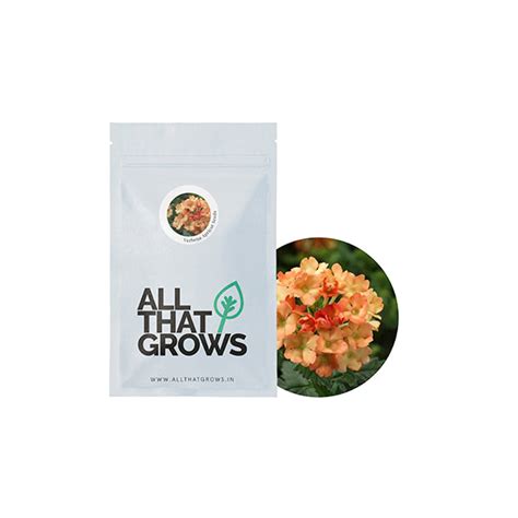 Shop Verbena Apricot Seeds Online | AllThatGrows