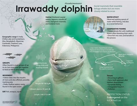 Irrawaddy Dolphin Behavi Adaptations - Infoupdate.org