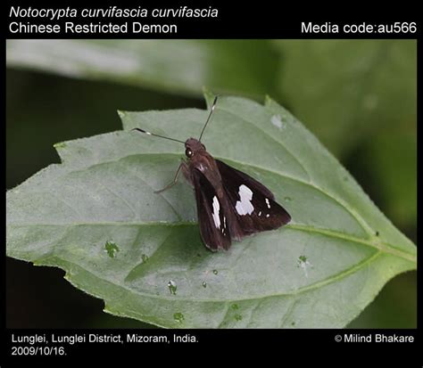 Notocrypta curvifascia | Butterfly