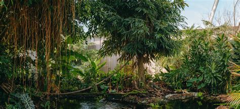 The Swamp Forest | South East Asia Jungle track