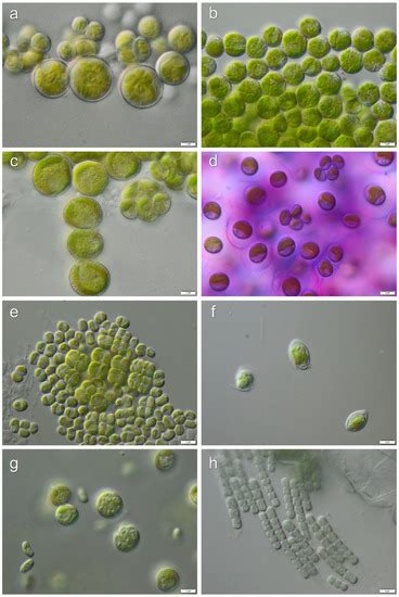 Biodiversity of Algae and Cyanobacteria in Biological Soil Crusts ...