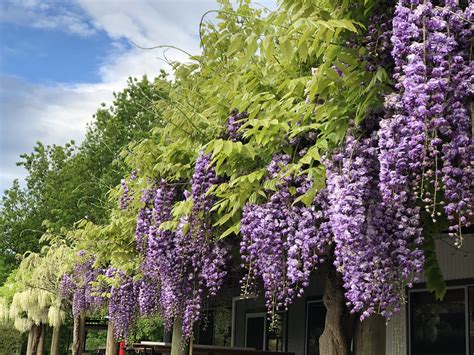 Wisteria growing guide