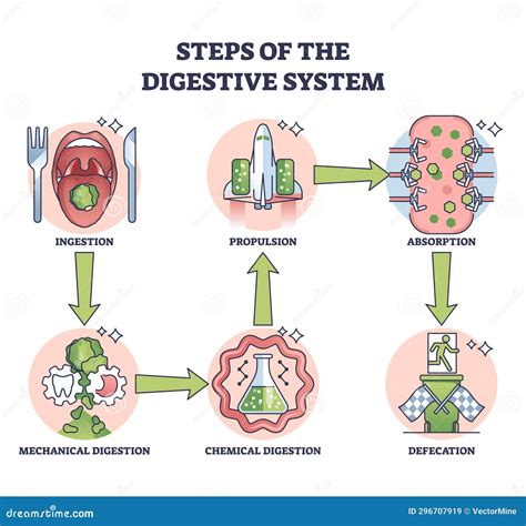 Digestive Process for Kids 的图像结果