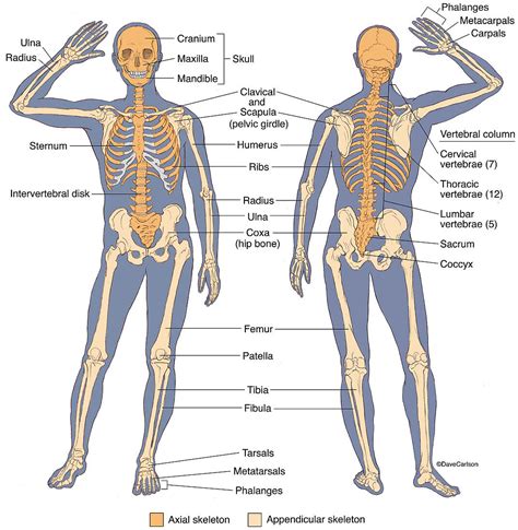 Anterior and Posterior View of Human … – Bild kaufen – 12648604 Science ...