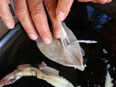 Do you know what Squid Pen looks like? | Experiment