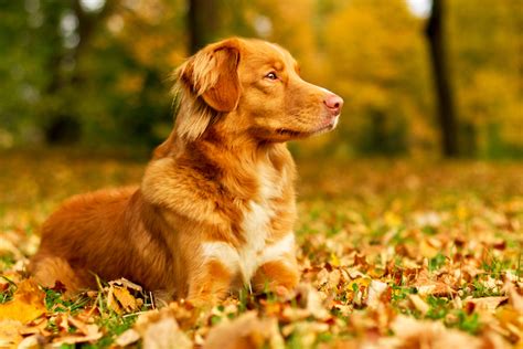 Image result for Dog Using Computer Meme