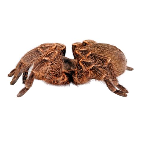 How to Care For Tarantulas | Breeding, Feeding, Temperture, Humidity