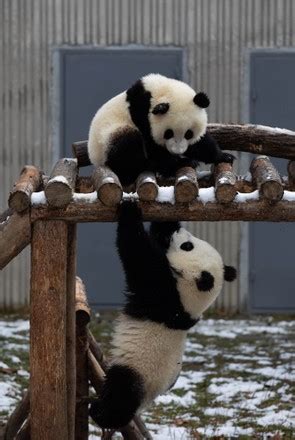 Image result for Pandas Library Python Application