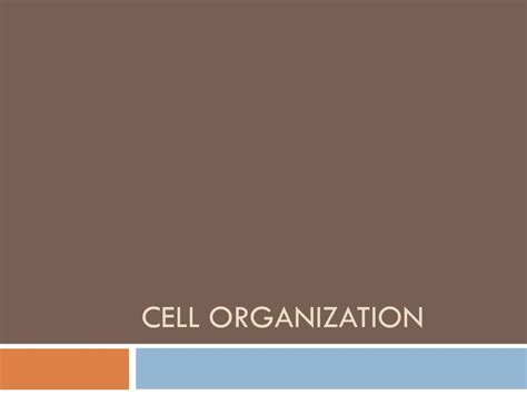 Image result for Cell Organization