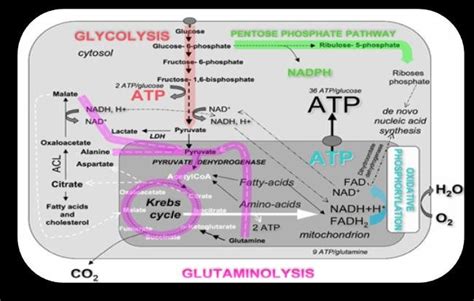 Energy Human 的图像结果