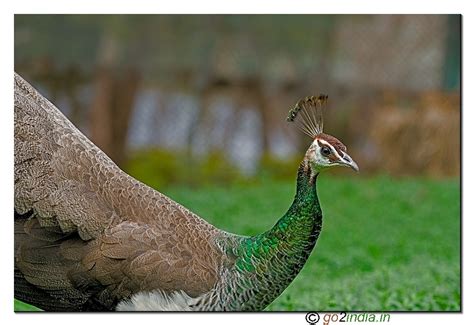 go2india.in : Peacock in vizag zoo