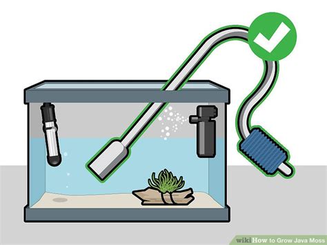 How Tall Do Java Moss Grow 的图像结果