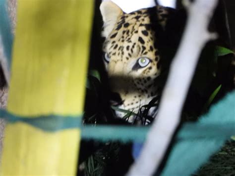 Amid Increase In Attacks On Humans, Nine Leopards Are Serving 'Life ...