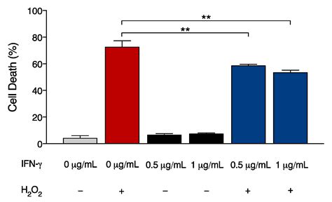 Interferon Gamma Enhances Cytoprotective Pathways via Nrf2 and MnSOD ...