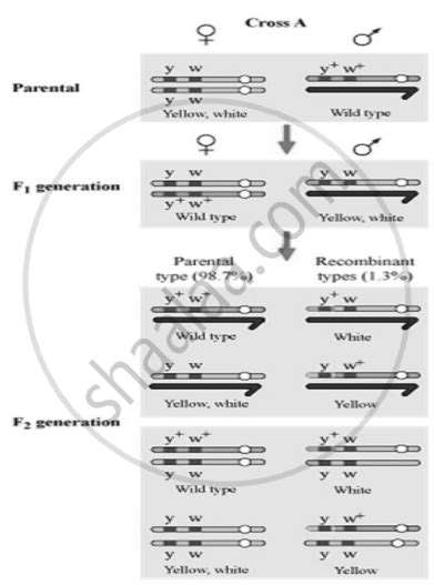 Describe the dihybrid cross upto F2 generation as conducted by Gregor ...