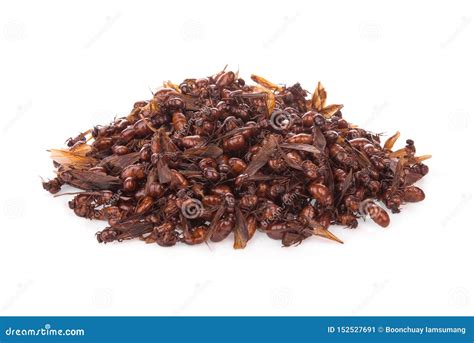 Pile of Male Subterranean Ants Isolated on White Stock Image - Image of ...
