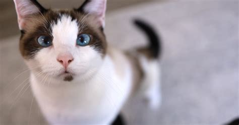 Image result for Help Me Cat