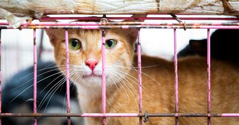 10 Facts – #ProtectMillions – a FOUR PAWS campaign