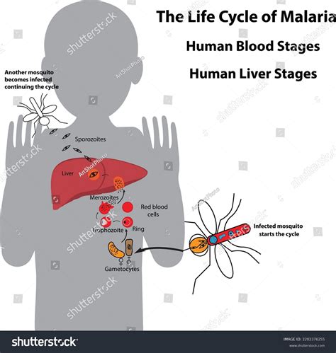 Life Cycle Malaria Parasite Human Blood Stock Vector (Royalty Free) 2282376255 | Shutterstock