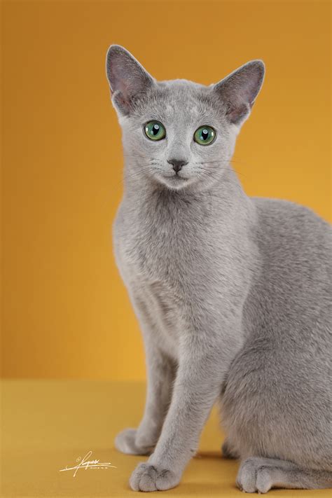 沐米猫舍 104英短纯蓝-性别：公（颜色深）蓝猫|摄影|动物|沐米猫舍 - 原创作品 - 站酷 (ZCOOL)