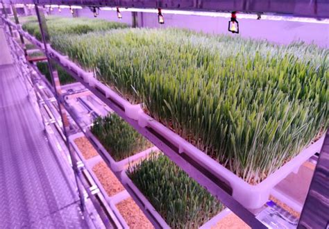 Image result for Fodder Making