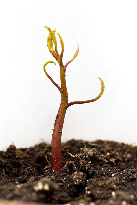 Image result for Mango Sprouting