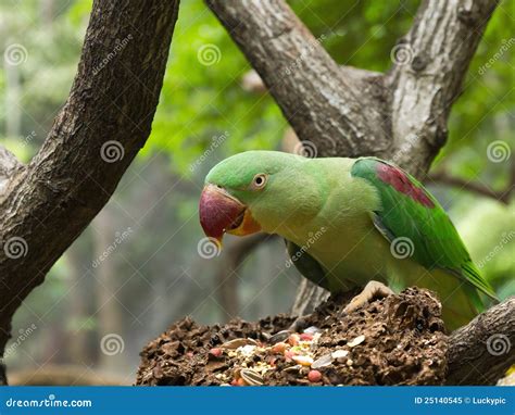 Green Parrot Bird Eating Grains Stock Image - Image of avian, animal: 25140545