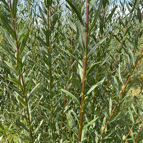 Types of Willow Trees - Explore the Variety at Living Willow Farm