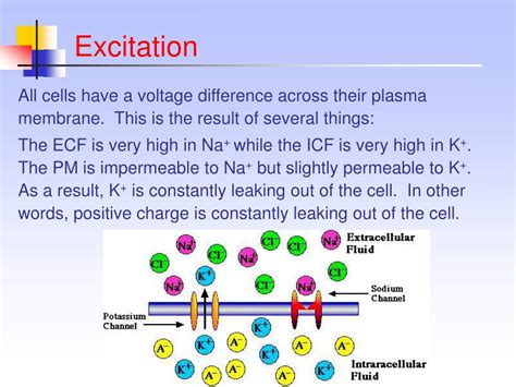 Image result for Exploding Muscle