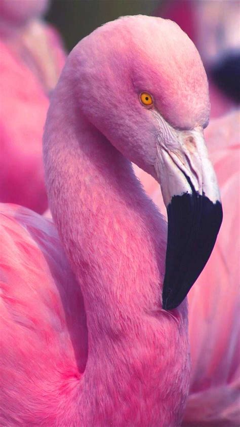 Flamingo 的图像结果