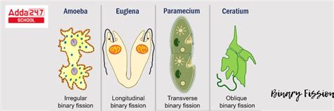 Binary Fission- Definition, Examples, Types, Steps