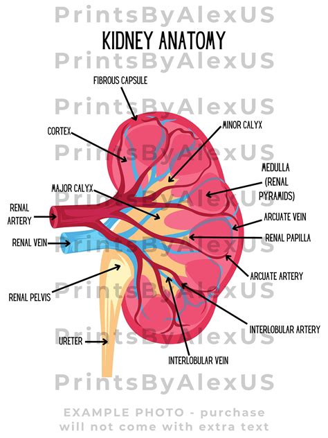 Kidney Diagram Labeled