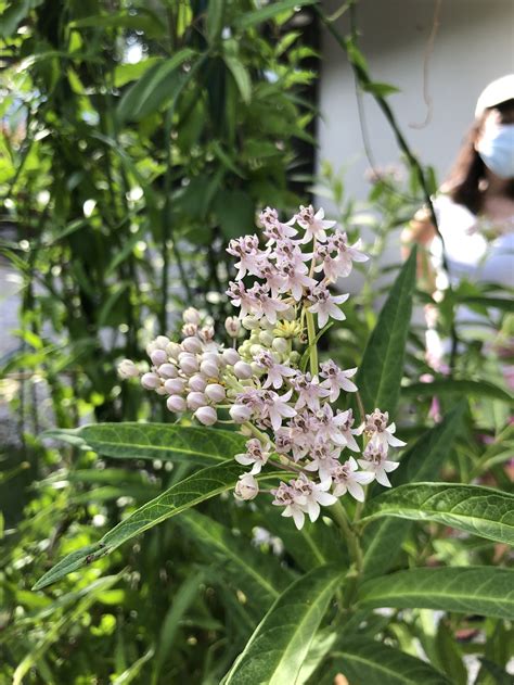 Native Pink Milkweed - Asclepias incarnata — Florida Native Plants Nursery & Landscaping