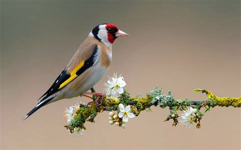 Download 1920x1080 HD Birds Goldfinch Wallpaper | Wallpapers.com