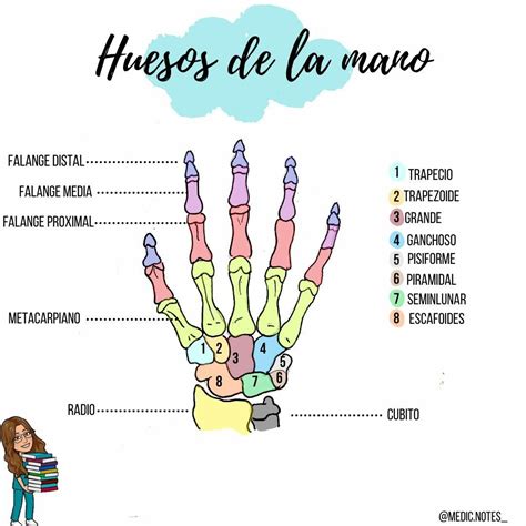 Huesos de la mano – Artofit