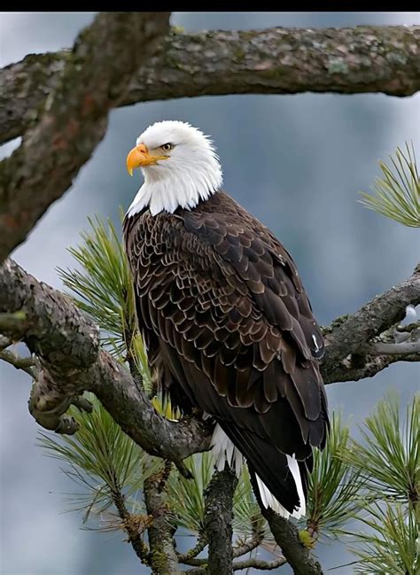 Pin by Chris Stiverson on Eagles | Eagle pictures, Haliaeetus ...