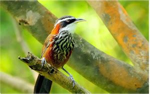 Birds Flex Poster For Room Mo-417 Photographic Paper - Birds posters in ...