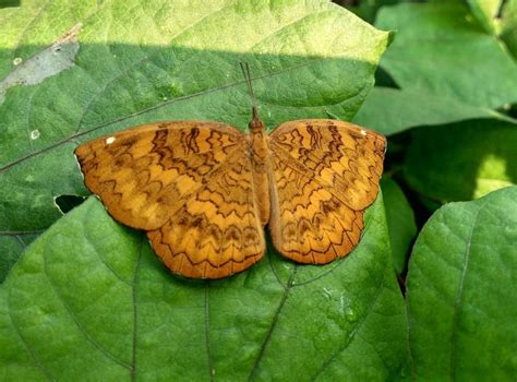 Ariadne merione merione | Butterfly