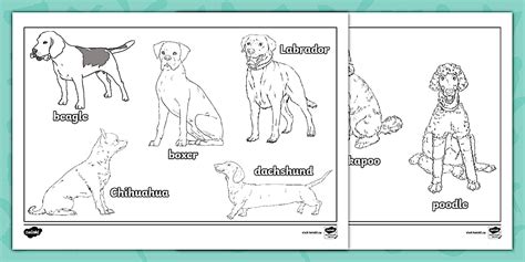 Types of Dogs Colouring Sheet (teacher made) - Twinkl