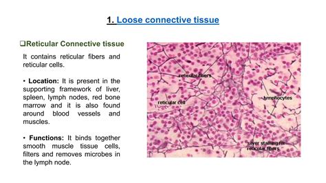 Connective tissue | PPT