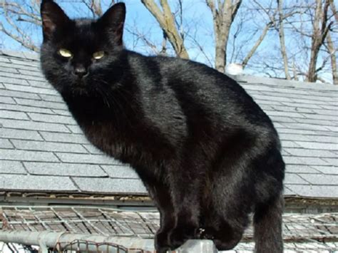 Man Replaces Wife's Cat For A 'Better Behaved' One