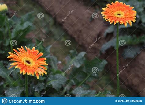 Orange Colored Flowers