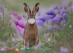 Image result for Good Morning Easter Bunny