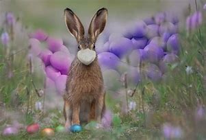 Image result for Easter Bunny Y