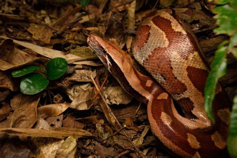 Image result for Red-tailed Python
