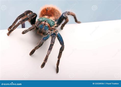 Greenbottle Tarantula (Chromatopelma Cyaneopubescens) Royalty-Free ...