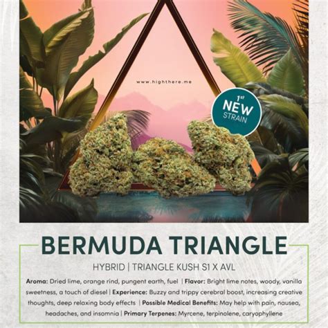 Bermuda Triangle Strain | Aroma, Effects & Best Time to Enjoy