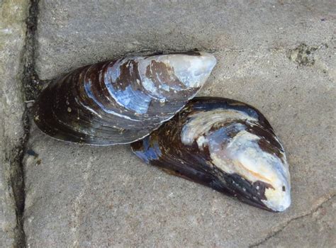 Image result for Mussel Shells Use