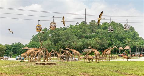 坦桑尼亚三只长颈鹿排成一排 动作神同步-搜狐大视野-搜狐新闻