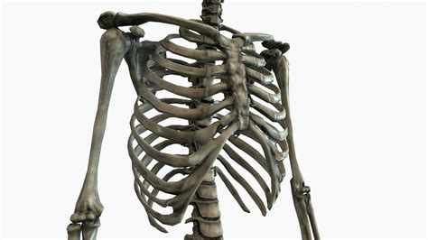 Image result for Model of Skeleton